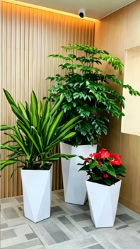 镇海绿植租摆经营详细教程，新手零基础入门